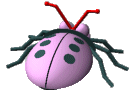 Plum Bug